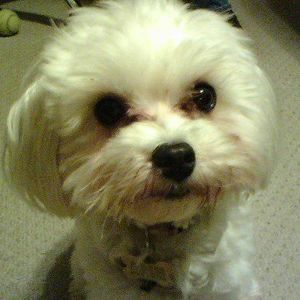 Meet your Posher, Barb